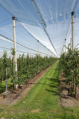 Orchard with hail net. Netherlands. Apples