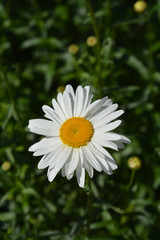 Shasta daisy Gigant in the grass