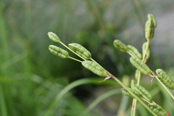 Siberian iris seed pod