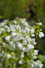 Mock orange Virginal white flowers