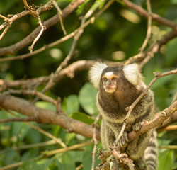 tamarin