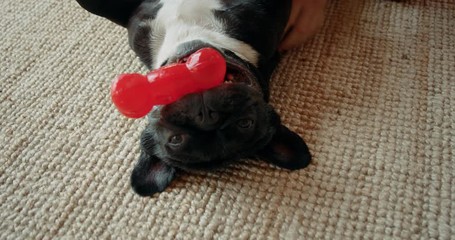 Cute playful french bulldog in living room