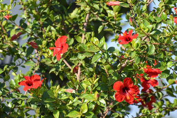 Beautiful summer flower, Cyprus garden