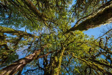 Obraz premium Looking up at tree tops and moss covered trunks in a tropical forest against a clear blue sky