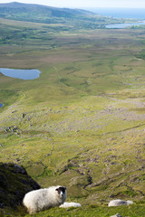 sheep grazing at a scenic kerry view