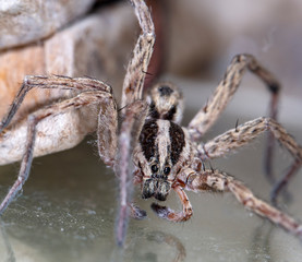 spider wolf in a native habitat