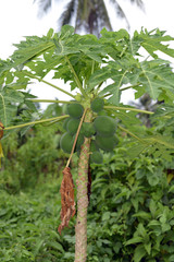 small jungle palm tree