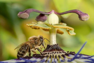 Honey Bee on Passion Flower