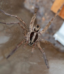 spider wolf in a native habitat
