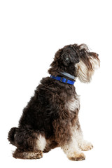 Profile portrait of dog breed Zwergschnauzer isolated on white.