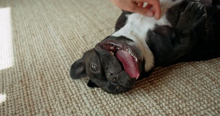 Cute playful french bulldog in living room