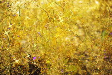 meadow flowers with rays