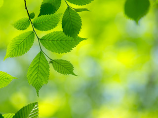Fototapeta na wymiar natural green background