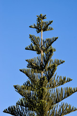 Big tree, in cyprus island