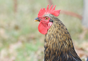 portrait of a rooster, cock isolated, closeup