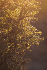 A juniper tree branch at sun light in the autumn evening, a soft light glows in the air, closeup, copy space, backlit
