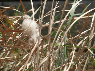 Seed Dispensed By Light Wind from Cat Tails