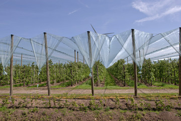 Orchard wih hail nets. Flevopolder Netherlands. Hailnet