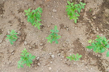 Seedlings cucumber sprout sprouts in the greenhouse in the summer