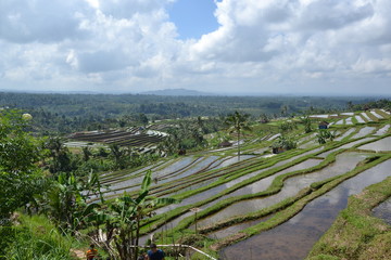 Fototapeta na wymiar Rizières de Bali