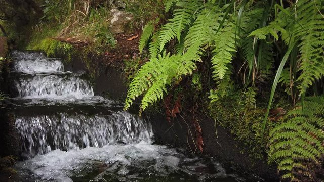 Close up of "Levada", small water channel, in "25 Fontes" footpath, Rabacal, Madeira island, Portugal