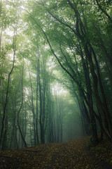 green woods in fog, forest path on rainy day