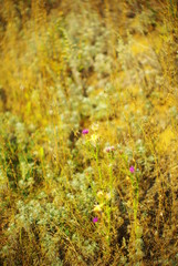 wild flowers with rays