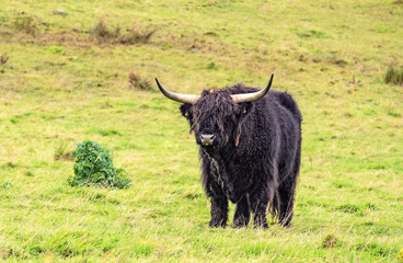 Furry Highland cattle cows