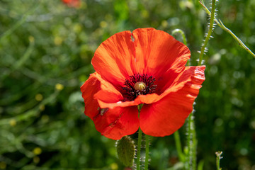 Fototapeta premium Single red poppy (Papava rhoeas) growing in a field near Shenington, Oxfordshire
