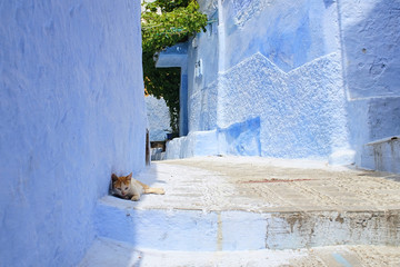 Moroccan Cats
