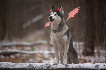 Halloween husky