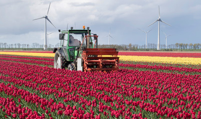 Growing tulips. Field with tulips. Netherlands. Tractor cutting tulip flowers. Windmills. Polder....