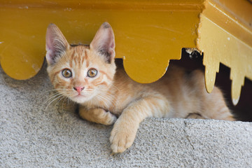 Young cat sitting a wall