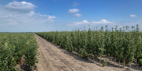 Fototapeta na wymiar Growing fruitrees. Horticulture. Netherlands