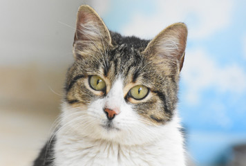 portrait of a cat with green eyes