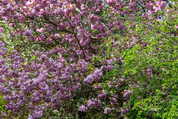 Pink blossom on a spring tree in Shenington, Oxfordshire