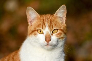portrait of a cat with yellow eyes