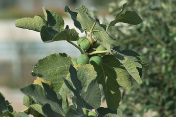 Common fig, gren tree, nature background