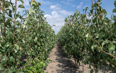 Fototapeta na wymiar Growing fruit trees. Netherlands. Horticulture.