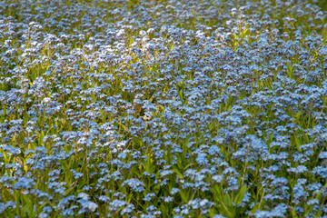 Forget-me-not flowers in spring in a garden in England