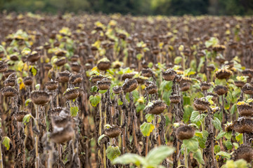 Field of drying sunflowers in Aquitaine. France