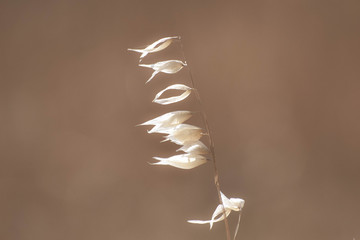 Dry plant, close up, background
