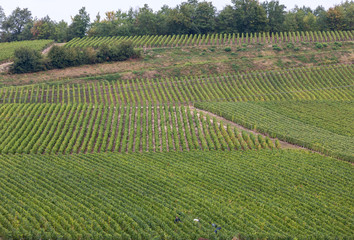 Fototapeta na wymiar Champagne vineyards in the Cote des Bar area of the Aube department. France