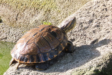 Obraz premium turtle on the road
