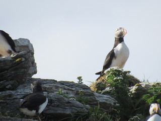 Puffin Standing Guard