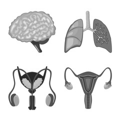 Isolated object of internal and medical symbol. Collection of internal and health stock vector illustration.