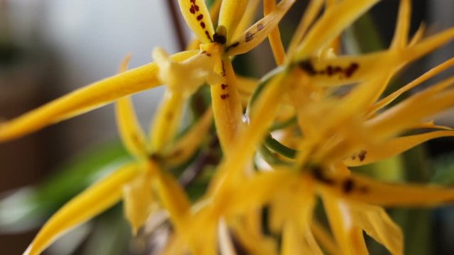 Branch, inflorescence, beautiful bright yellow-orange flowers spotted orchids brassada mivada closeup, real time, camera movement, handheld