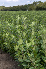 Growing fruit trees. Netherlands. Horticulture.