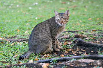 Cat with blue eyes looks at camera