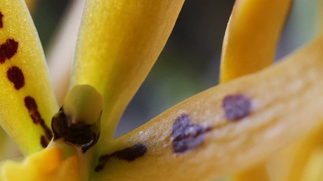 Beautiful glossy yellow spotted Orchid flower brassada mivada extreme close up, real time, macro